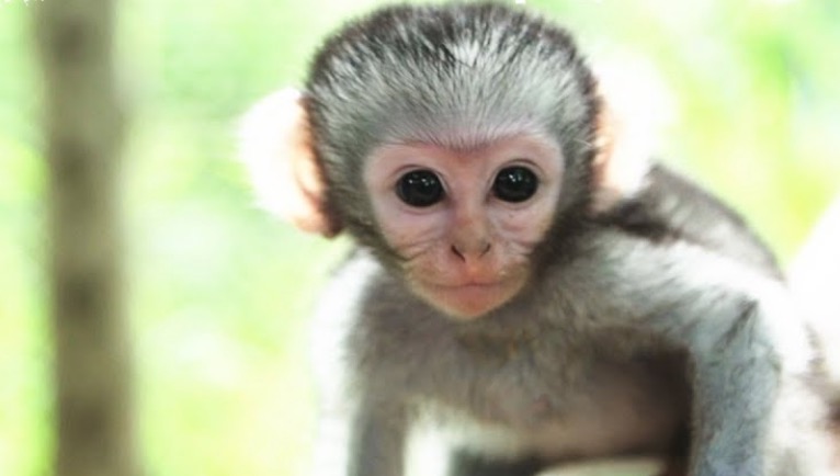 Adopting a Baby Monkey